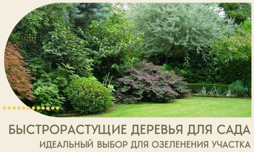 Быстрорастущие деревья для сада идеальный выбор в Протвине