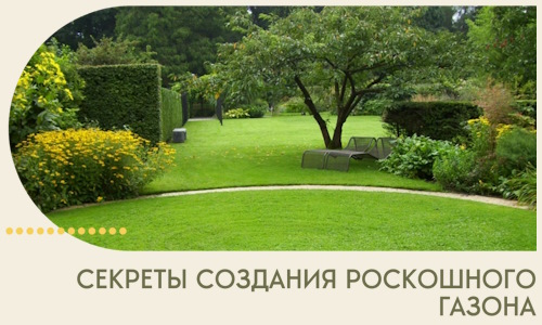Секреты создания роскошного газона в Протвине